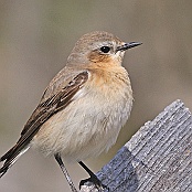 Northern Wheatear  "Oenanthe oenanthe"